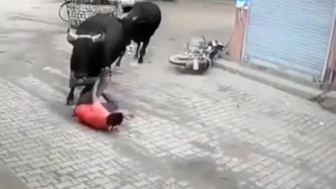 Bull vs. Biker – Shocking Collision Caught on Camera!