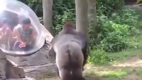 The Ultimate Rescue: Animal attacks human! 🐊🐶 | Compilation