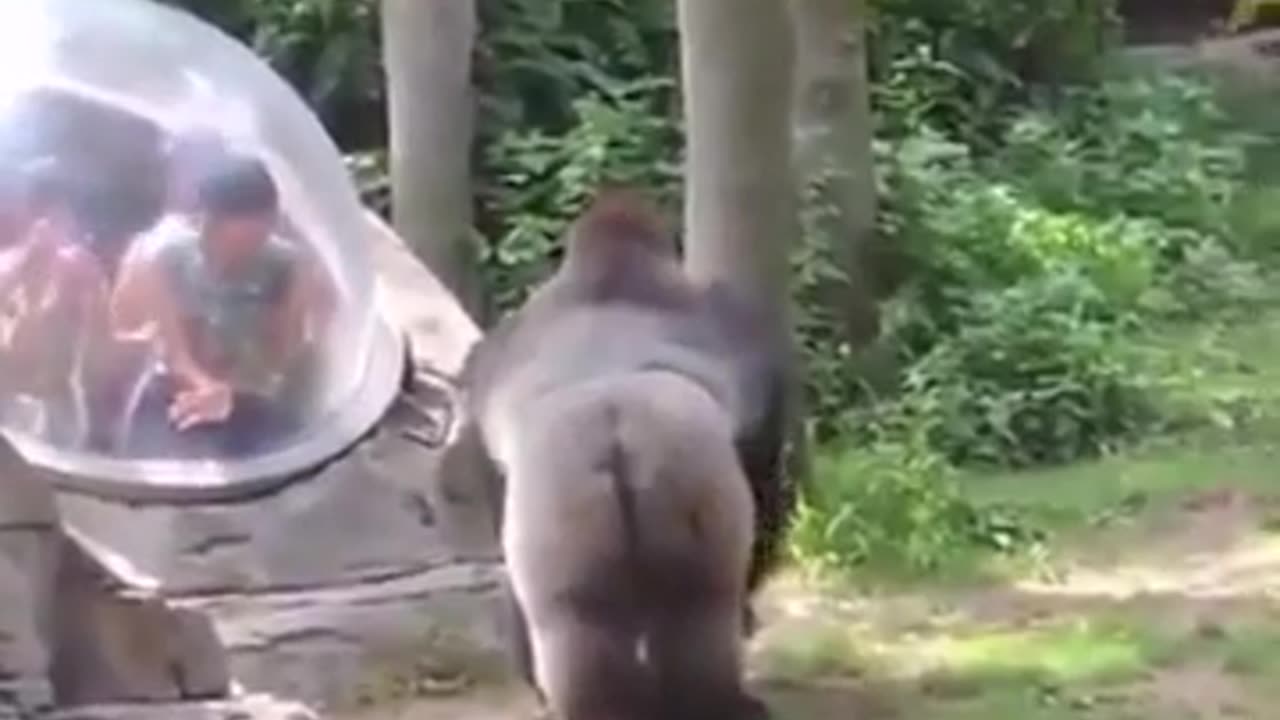The Ultimate Rescue: Animal attacks human! 🐊🐶 | Compilation