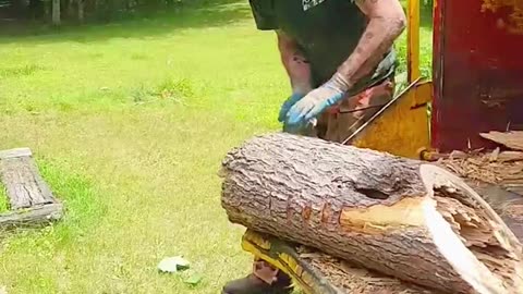 Squirrel Protests as Man Attempts to Take Its Tree Log
