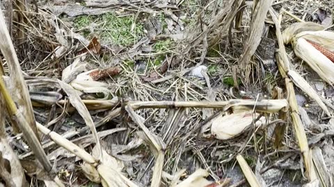 this cornfield is wiped out