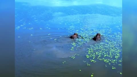 Where are they, beautiful people swimming in the water?