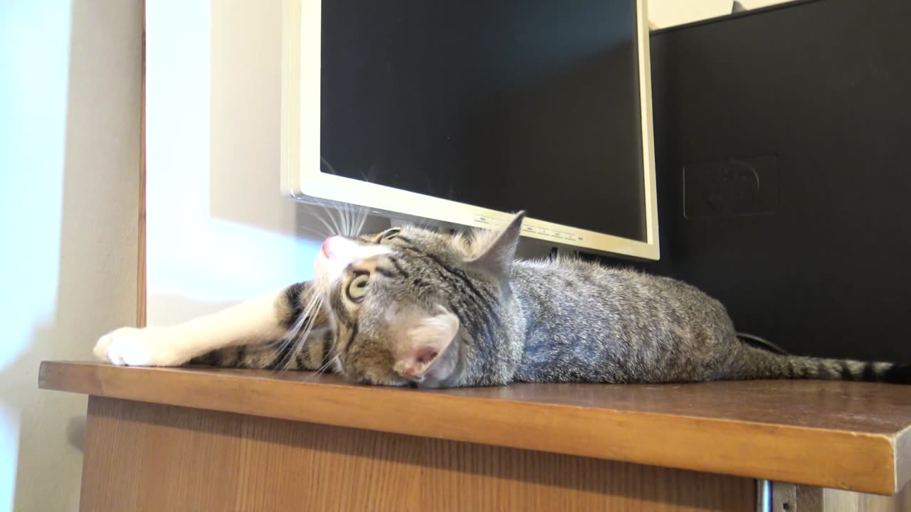 playful cat on the table