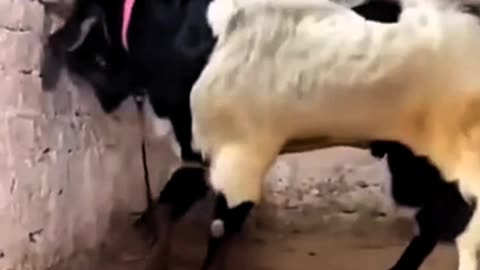 AMAZING! BILLY GOAT BREAKS A CONCRETE WALL WITH THE FORCE OF HIS HEAD