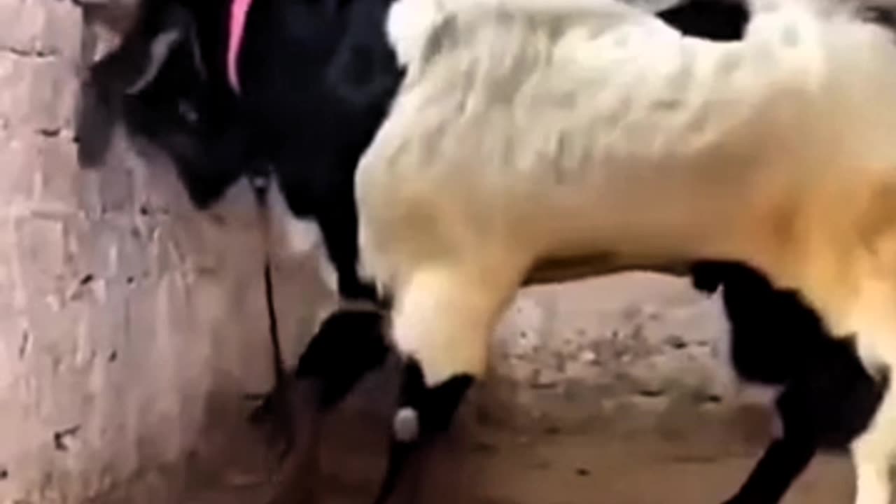 AMAZING! BILLY GOAT BREAKS A CONCRETE WALL WITH THE FORCE OF HIS HEAD