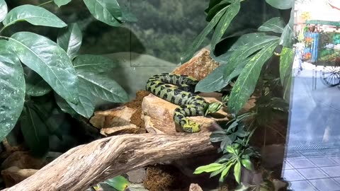 Ethiopian Mountain Adder at the San Diego Zoo