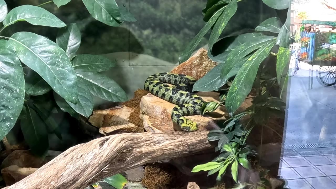 Ethiopian Mountain Adder at the San Diego Zoo