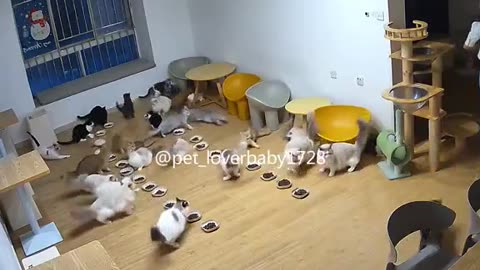 Cats Destroying Everything