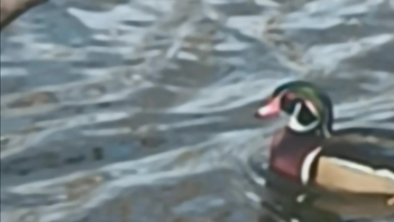 Wood duck