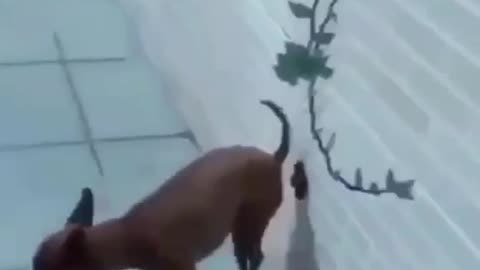 Funny animal video