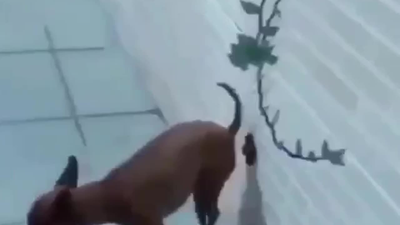 Funny animal video