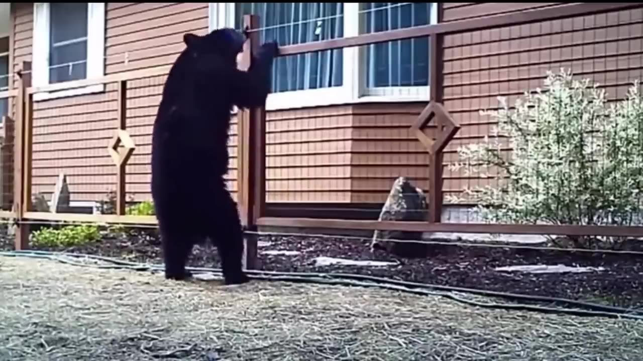 Funniest Animal