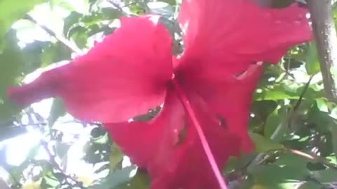 Beautiful red hibiscus flower, with small raindrops [Nature & Animals]