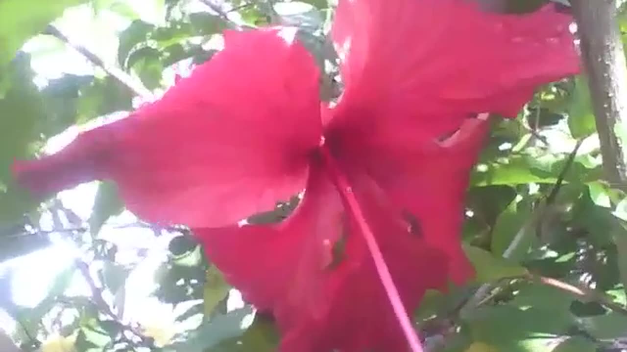 Beautiful red hibiscus flower, with small raindrops [Nature & Animals]