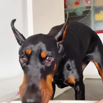 From Picky Eater to Happy Feaster: Secrets to Getting Your Dog to Enjoy Mealtime