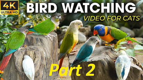 Birds For Cats To Watch Helps Cats Relax Best - Best For Cats To Watch Bird and Squirrels PART 2