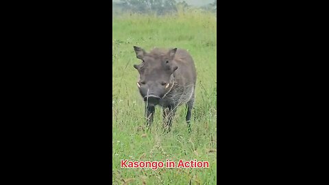 kasongo! New King of the Jungle?