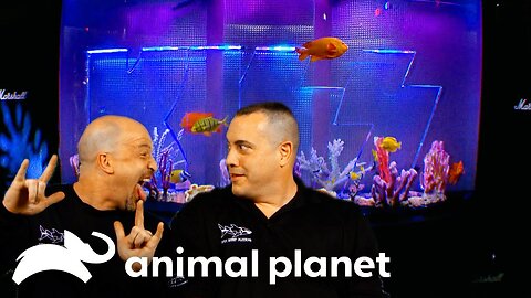 A Custom Made Tank for KISS! | Tanked | Animal Planet