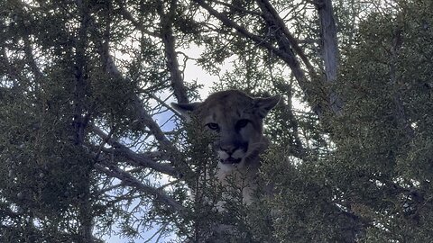 Mountain Lion Hunt with Hounds!