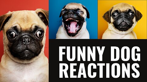 These dogs could star in comedy show