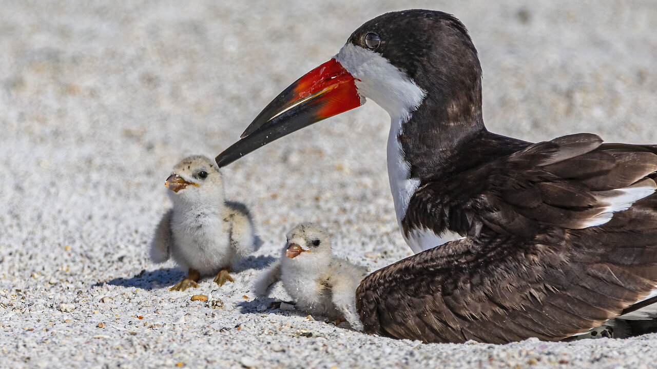 Black Skimmer Colony, Day Nine of Hatching Part One