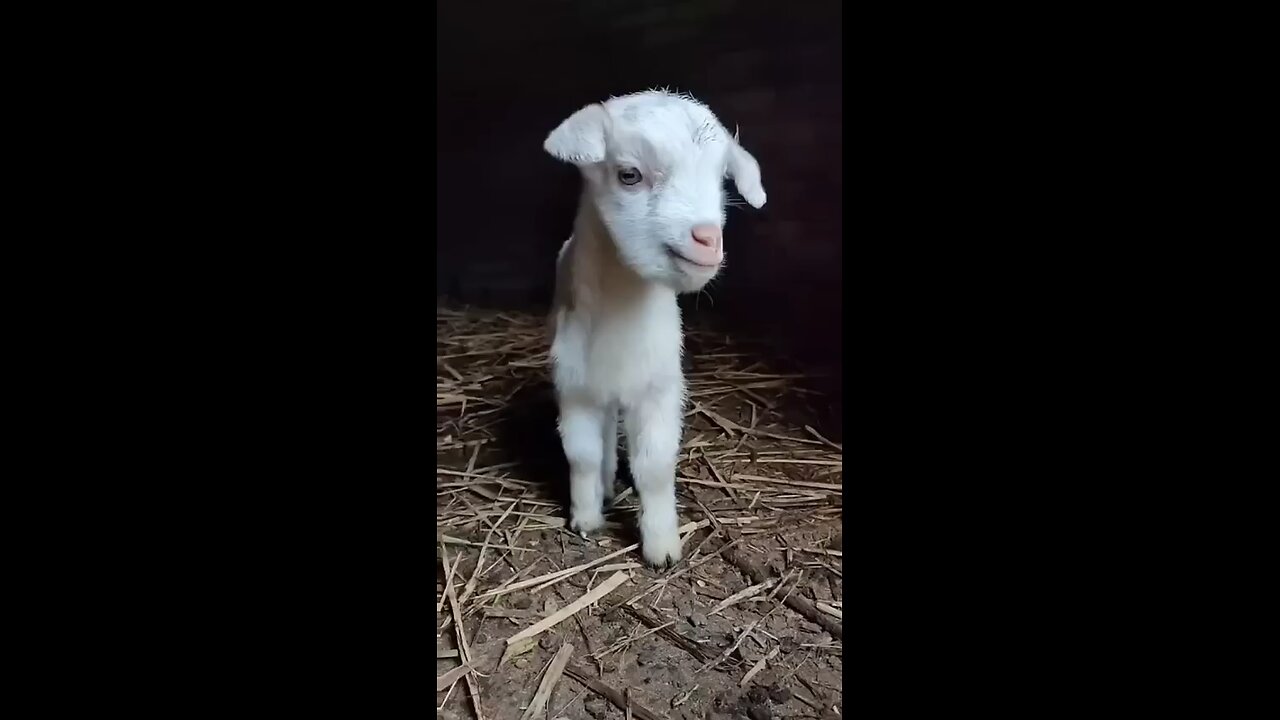 it's goats🐐🐐🐐