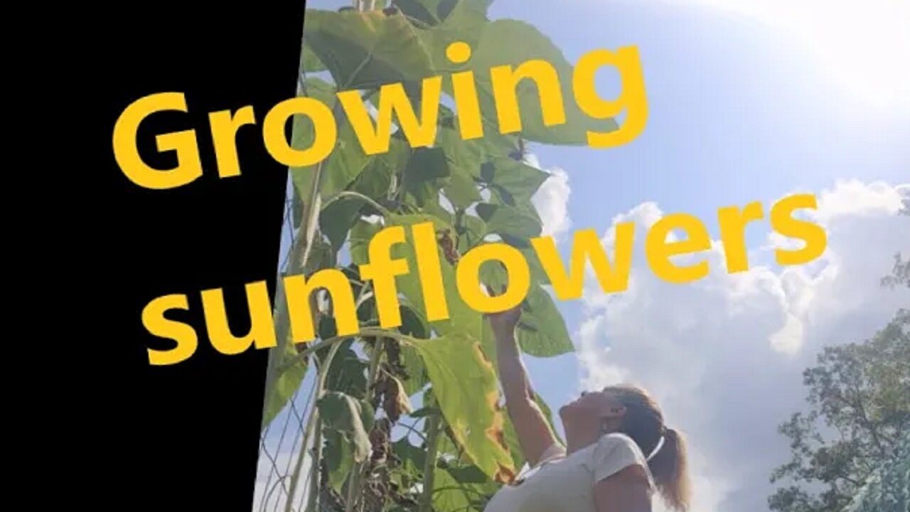 My First Time Growing Sunflowers - How it worked out