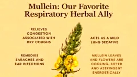 MULLEIN - A HERB FOR LUNG HEALTH 💥