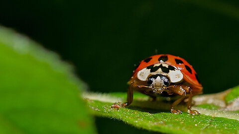 The Charming Ladybug