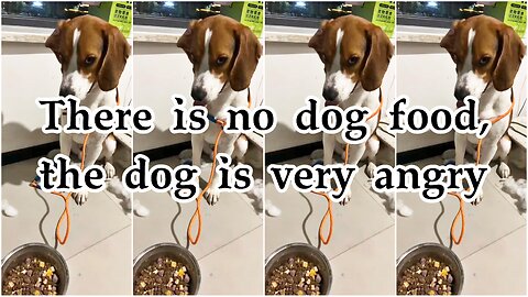 There is no dog food, the dog is very angry