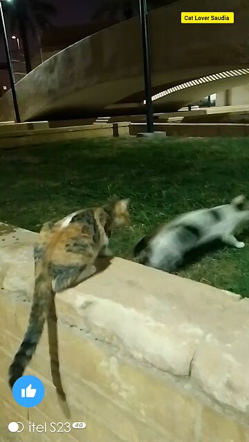 cat lover Saudia arbia visit fan