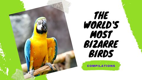 Most Crazy Parrot Compilations!