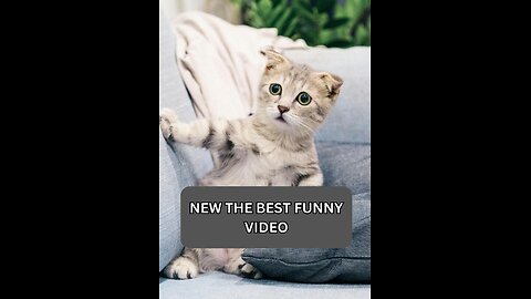 New The Best Funny Animal