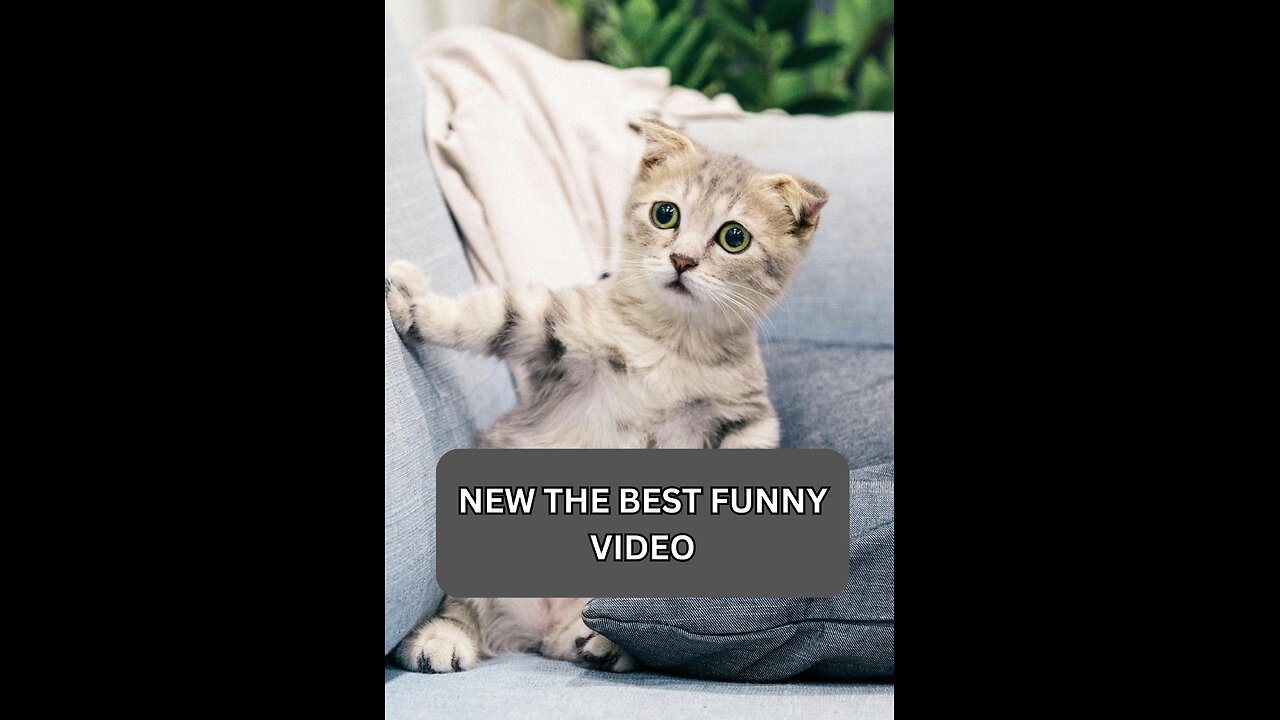 New The Best Funny Animal