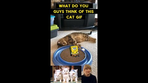 Cute Cat Gif