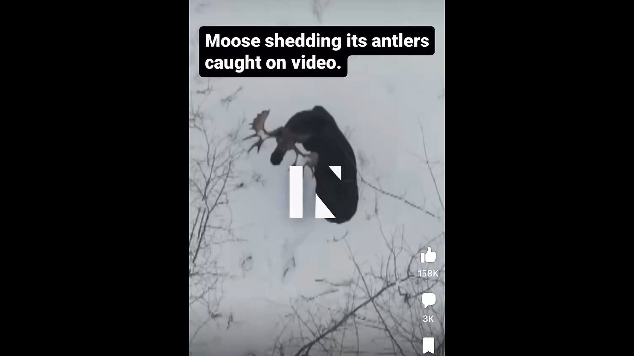 Drone Captures The Precise Moment Moose Shakes Off His Antlers