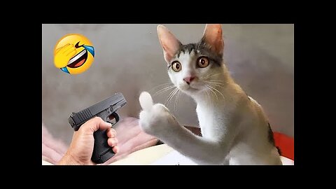 Funny animals will brighten your day instantly