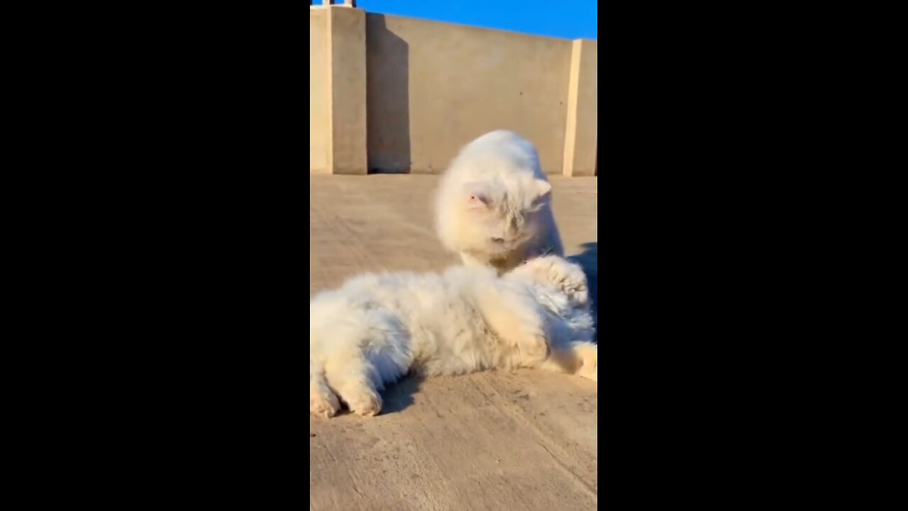 cute cat meawing to attract more cats