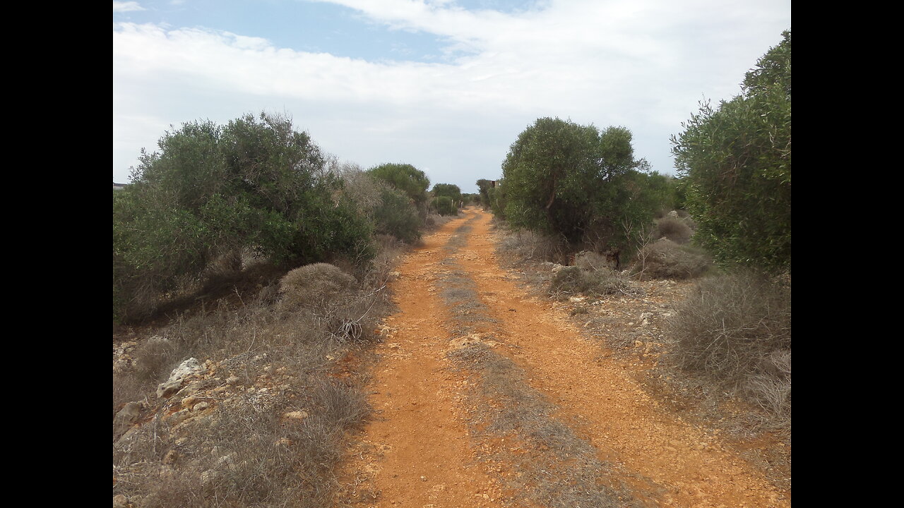 Ein Wald bei Mgarr Malta