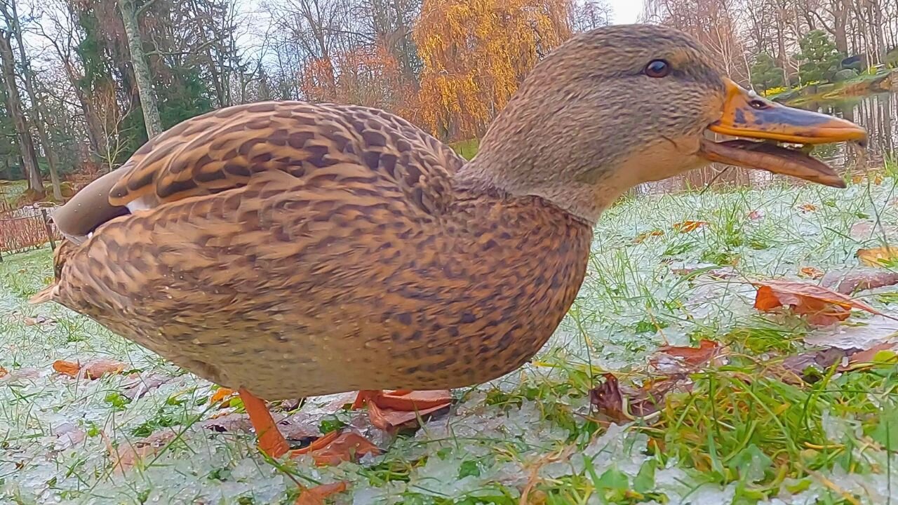 Mallard Duck Hen Gets Her Turn to Eat Frozen Food