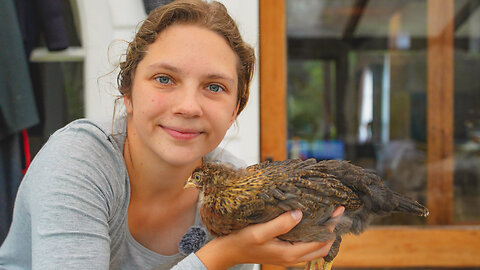 Meet My Stunning Rare Heritage Chicks