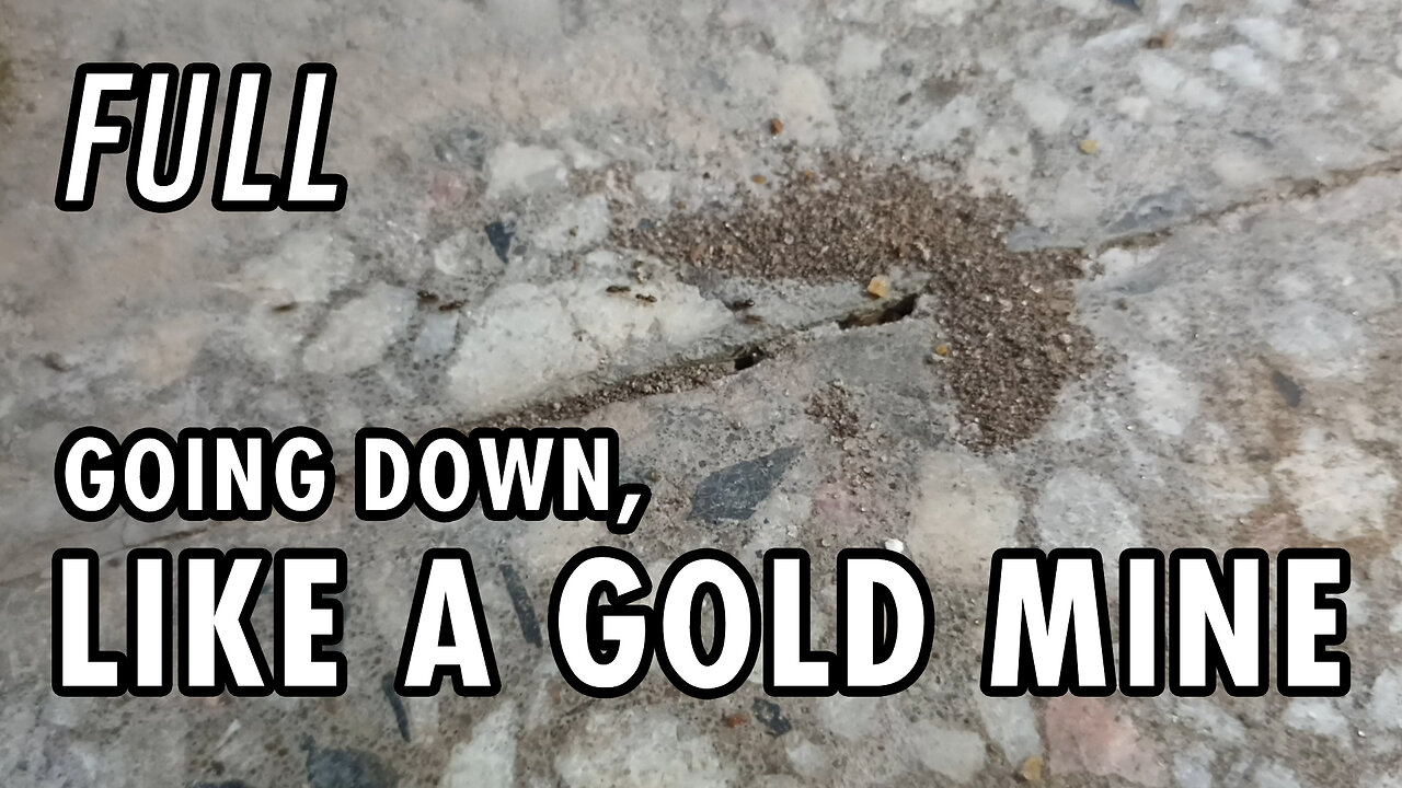 Little, very well protected (except from the rain) anthill between tiles - Full