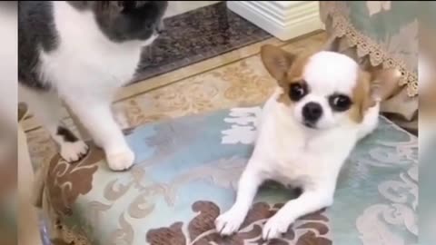 Cats vs Dogs comedy Videos 🤣🤣 so funny videos 😂