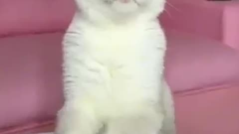 My cat 😺 doesn't like my jokes. #cat #cats #shorts