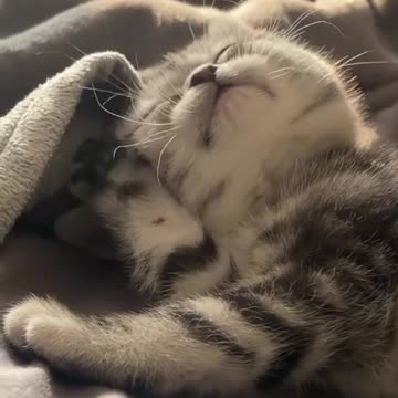 Looking for a Sleep Buddy