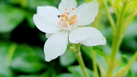 The Most Beautiful Flowers