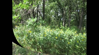 Woodland Sunflower Pale-Leaf Sunflower Aug 2024