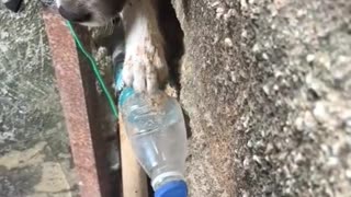 Dog stuck in the wall and a kind man help him