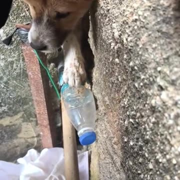 Dog stuck in the wall and a kind man help him