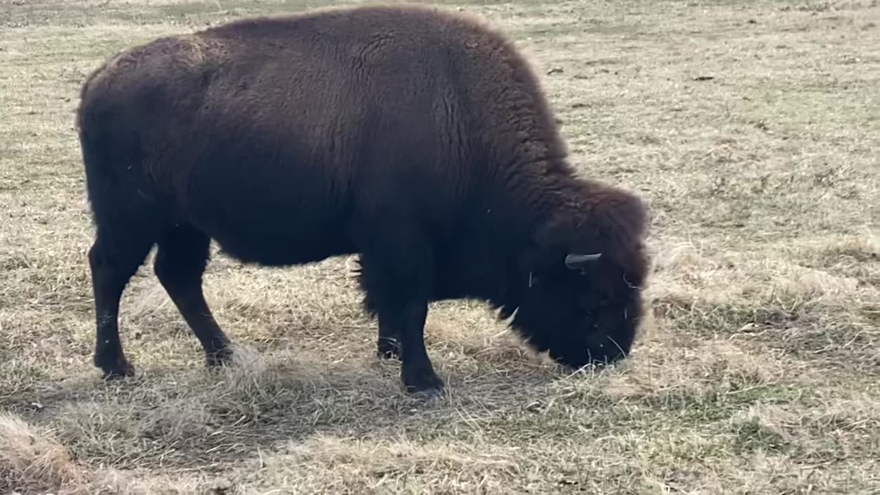 Big Bison on the Prairie